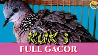 suara burung derkuku kuk 3 full gacor