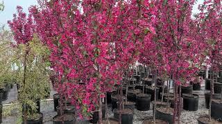 Malus 'Prairifire' (Crabapple) // One of the BEST Red-leaved, Small Growing Crabapples