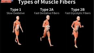 Different muscle fiber type for best workout