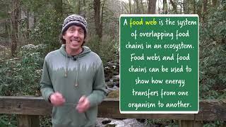 How does energy move through an ecosystem? Food Webs | Great Smoky Mountains National Park