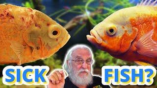 Sick Fish SOS: Natural Fish Tank Disease Prevention