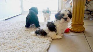 3 Cute Shih Tzu Puppies || TOO CUTE