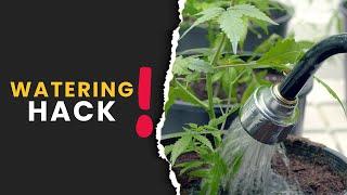 The Watering Hack Every Grower Needs to Know!