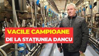 Vacile campioane de la Stațiunea Dancu