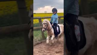 Fast Shetland #horse #equestrian #horseriding #pony #horselover #showjumping #shetlandpony #trending