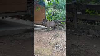 Capybara was secretly photographed peeing Capybara Cute pet debut plan Sneaky Capybara's mental