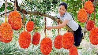 How to harvest yellow jackfruit to sell at the market | Gardening | Minh Daily Harvesting