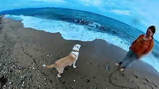 Miffy und Charly - ein Hundeleben in Griechenland der Hund und das Meer ️4k Video