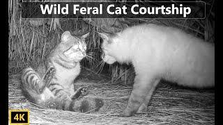 Wild Feral Cat Mating Courtship Documentary