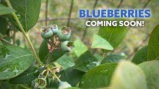 Food Forest Update | More Berries!