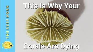 Top 5 Reasons Your Corals Are Dying