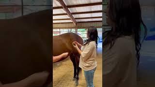 Beginner Vs Experienced Horse Owners!  #shorts #animals