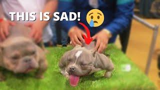 Deformed Micro Exotic Bully Dog Goes Viral at West Coast Bully Expo 6
