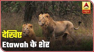 Visit Etawah's Safari Park To See Ferocious Lions | ABP News