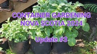 Newbie Container Gardening in Nova Scotia - Update 3 #FrugalLiving