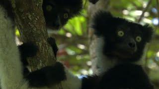 Cute Jumping Indri Lemurs | Madagascar | BBC Earth