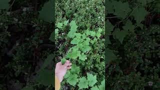 Cotoneaster auf städtischen Grünflächen