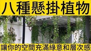 懸掛植物：讓你的空間充滿綠意和層次感的八種絕佳選擇