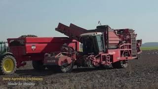 Aardappels rooien 2018: Dewulf RA 3060 2-rijige zelfrijdende | Harvest potatoes | in de Flevopolder