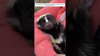 A couple rescued a skunk with its head stuck in a jar and then ... #animalshorts #shortvideo