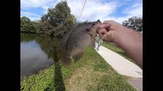 Tilapia Fishing Easy and Simple Techniques For Catching More Tilapia In Florida