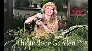 All About Indoor Fern Care for the Indoors