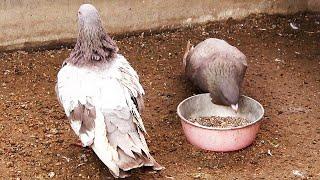 Rimski golub│Pigeon Roman│Columbidae│Beo zoo vrt 46