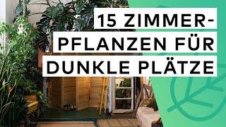 15 Zimmerpflanzen für dunkle Ecken