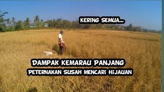 Kering Semuaa!!! Dampak Kemarau Peternak Susah Cari HijauanVlog 02