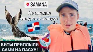 НЕ ОЖИДАЛ УВИДЕТЬ в ЖИВУЮ! Киты на Самане в Доминикане! Ballenas en Samana