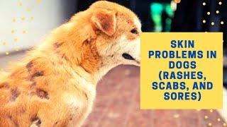  Skin Problems In Dogs (Rashes, Scabs, And Sores)