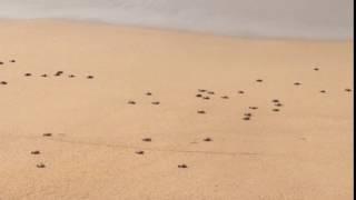 Baby sea turtles