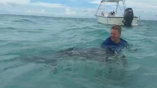 Huge Stingray Surprises Swimmer!  Check out his reaction...