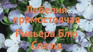 Лобелия прямостоячая Блю Сплэш  лобелия Блю Сплэш обзор: как сажать семена лобелии Блю Сплэш