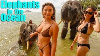 Bikinis, Beaches and Elephants?