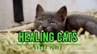 Happy Cat Purring | Healing Power Vibrations | Relieve Anxiety | Relaxing | Deep Sleep | Bonus Facts