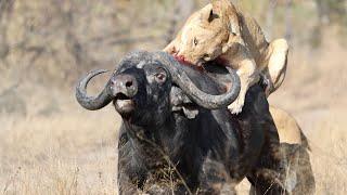 3 Lions Bring Down Buffalo In Epic Battle *Not For Sensitive Viewers*