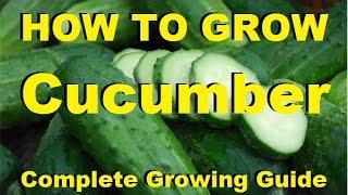 How to Grow Cucumbers - Complete Growing Guide