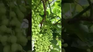 My grapes tree 