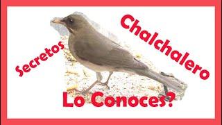 Zorzal Chalchalero - Conocelo - Todo Sobre Este Pájaro - Características -Sabia - Guía Completa