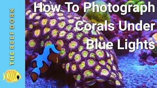 3 Ways To Photograph Corals Under Blue Lights