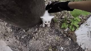 Two homeless kittens used all their strength to stop a cyclist, just for a place to call home