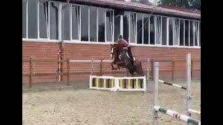 www.HWfarm.com presents Flirtini HW over jumps