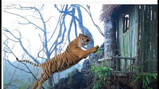 natural mixed foods nice villa bamboo house and a tiger tsov hnia ntxhiab