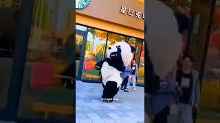 panda running cute moments/#shorts