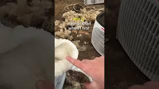 Premature Lamb Emergency! Part 2  #farmvlog #farming #sheep