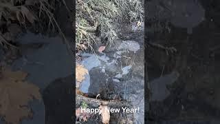 Happy New Year 2024 #newyear #newyear2024 #nature #naturelovers #geese #deer