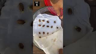 Germinate bitter melon seeds - Fast and easy #Shorts