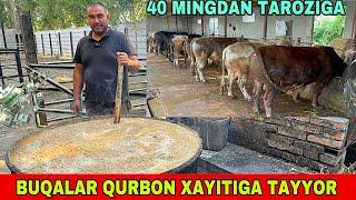 QURBONLIKKA TAYYOR BUQALAR 77-267-06-98 KURAGI BORLARIDAN