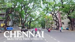 Chennai Beautiful Tree Streets | Anna Nagar [4K]